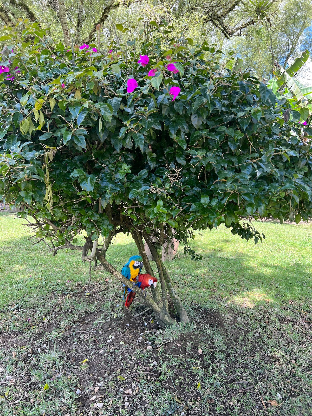 Finca 
 La Granja